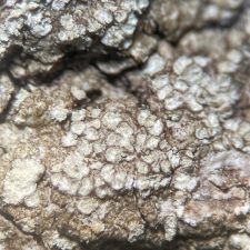 Lecanora impudens