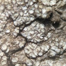Lecanora impudens