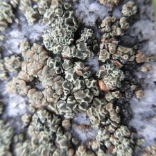 Lecanora polytropa