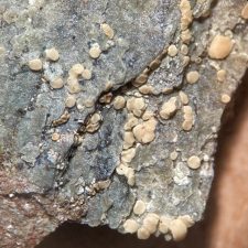 Lecanora polytropa