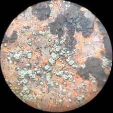 Lecanora polytropa