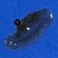 Lecanora polytropa, cristaux après KOH