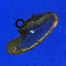 Lecanora polytropa, cristaux avant KOH