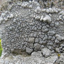 Lecanora rupicola