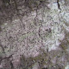 Lecidea albofuscescens