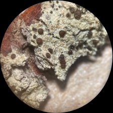 Lecidea albofuscescens