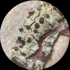 Lecidea albofuscescens