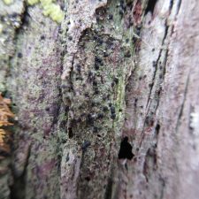 Lecidea berengiana