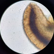 Lecidea berengiana