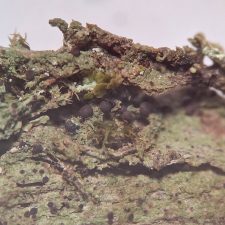 Lecidea berengiana