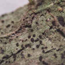 Lecidea berengiana