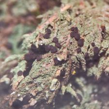 Lecidea berengiana