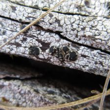 Lecidea lactea