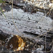 Lecidea lactea