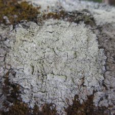 Lepra pustulata