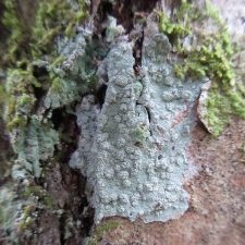 Lepra trachythallina