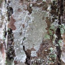Lepra trachythallina