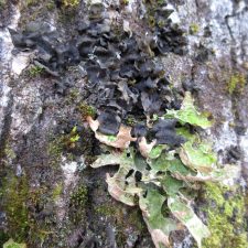 Leptogium acadiense