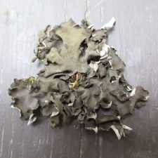 Leptogium acadiense