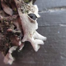 Leptogium acadiense