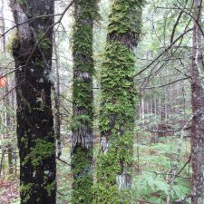 Lobaria pulmonaria