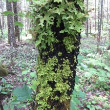 Lobaria pulmonaria
