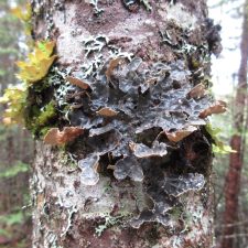 Lobarina scrobiculata