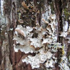 Lobarina scrobiculata