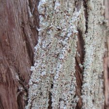 Loxospora ochrophaea