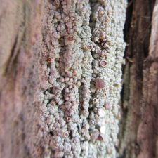 Loxospora ochrophaea