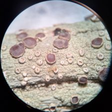 Loxospora ochrophaea