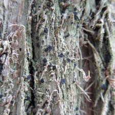 Megalospora porphyritis