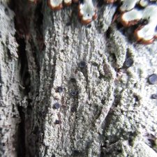 Megalospora porphyritis