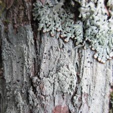 Megalospora porphyritis