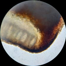 Megalospora porphyritis