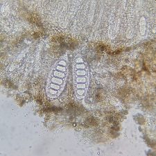 Megalospora porphyritis