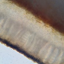 Megalospora porphyritis, spores