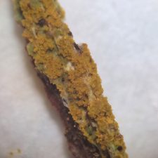 Megalospora porphyritis, P+ orange