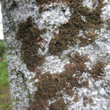 Melanelixia subaurifera