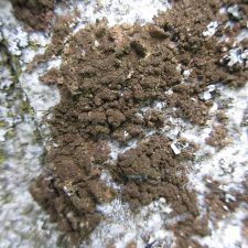 Melanelixia subaurifera