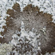 Melanelixia subaurifera