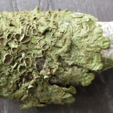 Melanohalea olivacea