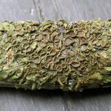 Melanohalea olivacea