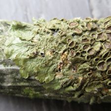 Melanohalea olivacea