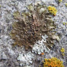 Melanohalea septentrionalis