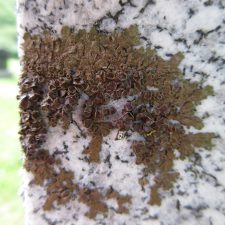 Melanohalea septentrionalis