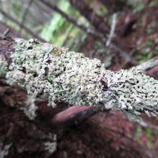 Menegazzia subsimilis