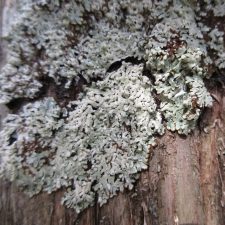 Menegazzia terebrata