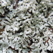 Menegazzia terebrata