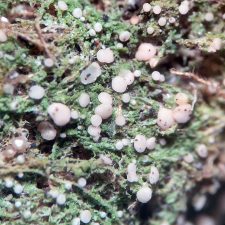Mycobilimbia carneoalbida